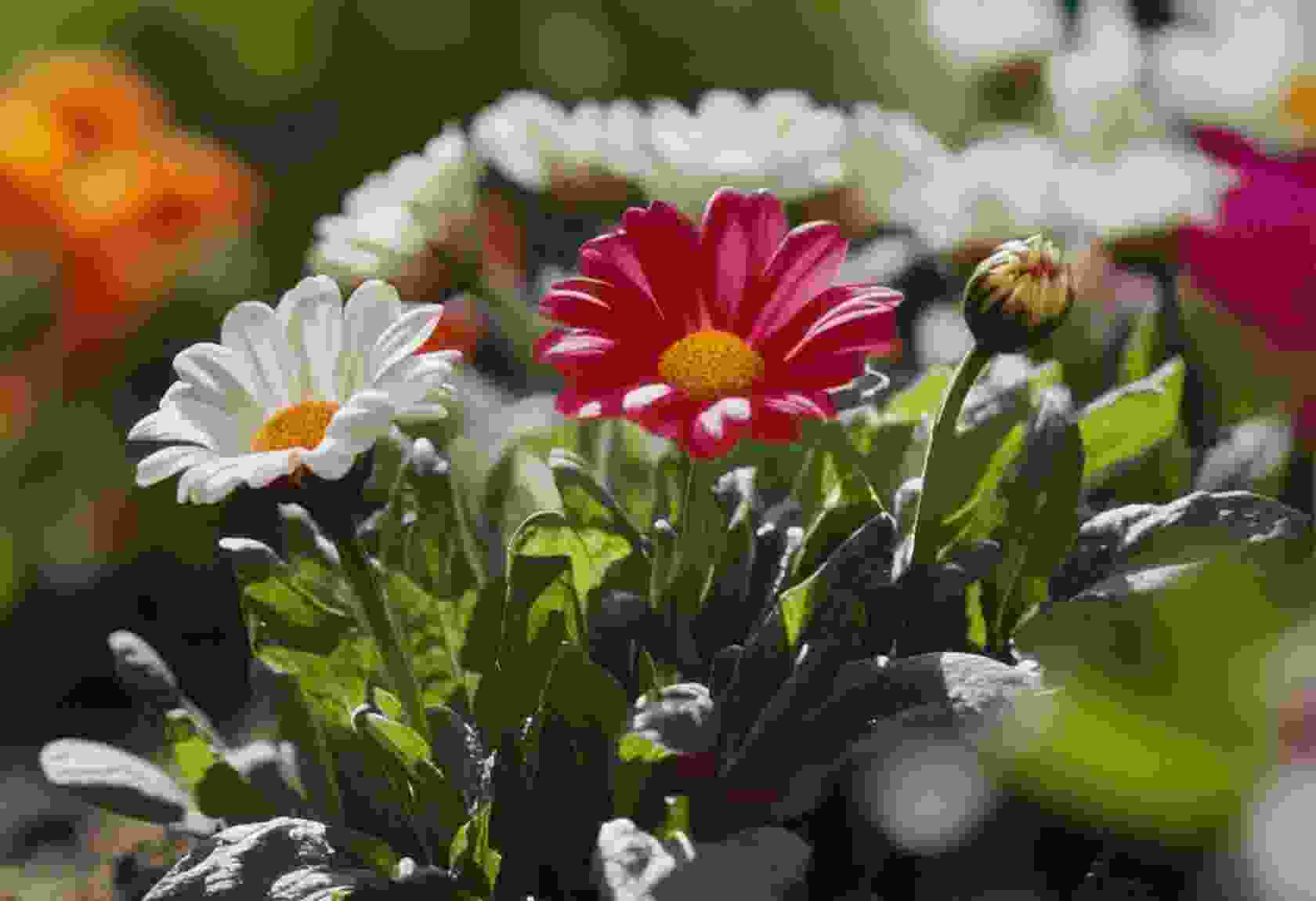 Essential Tips To Keep Your Garden Flowers Blooming